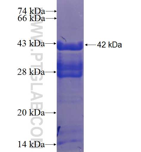 HIST1H2BN fusion protein Ag9071 SDS-PAGE