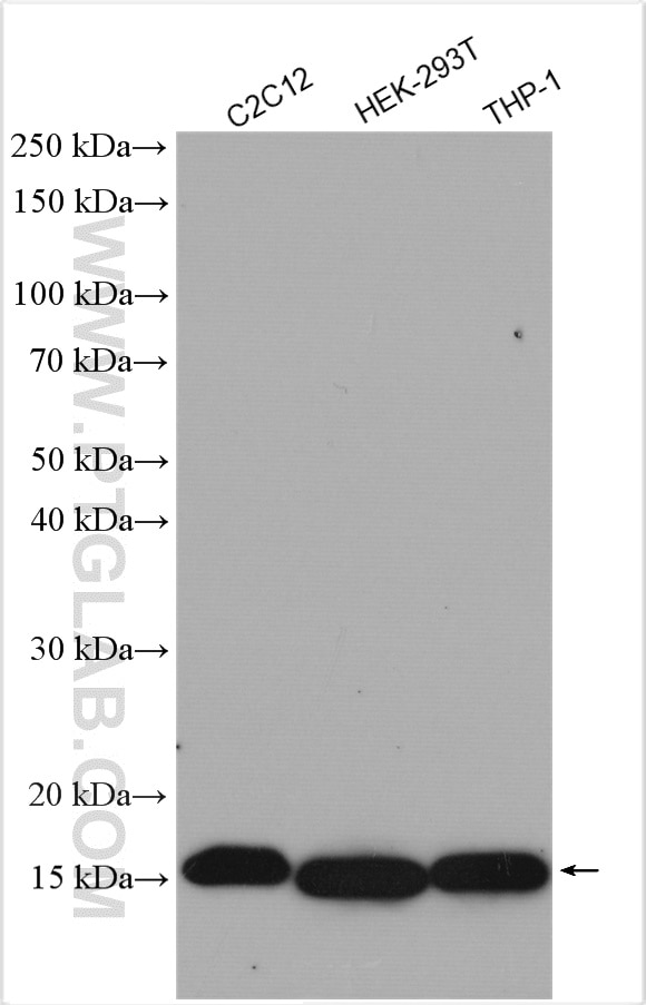 Western Blot (WB) analysis of various lysates using Di-Methyl-Histone H3 (Lys36) Polyclonal antibody (29202-1-AP)
