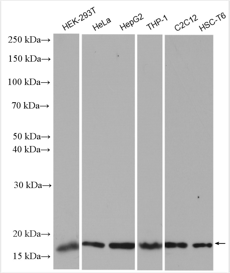 Western Blot (WB) analysis of various lysates using Di-Methyl-Histone H3 (Lys36) Polyclonal antibody (29202-1-AP)