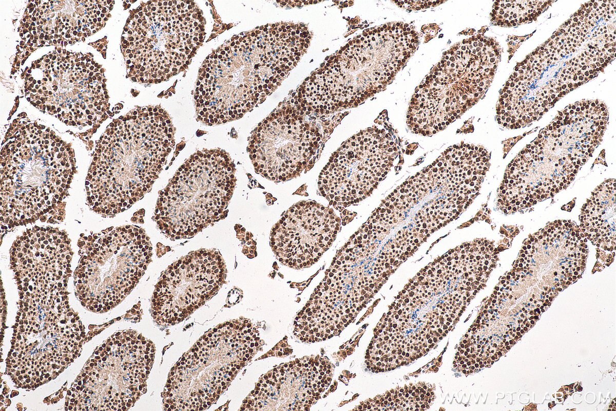 IHC staining of mouse testis using 68503-1-Ig