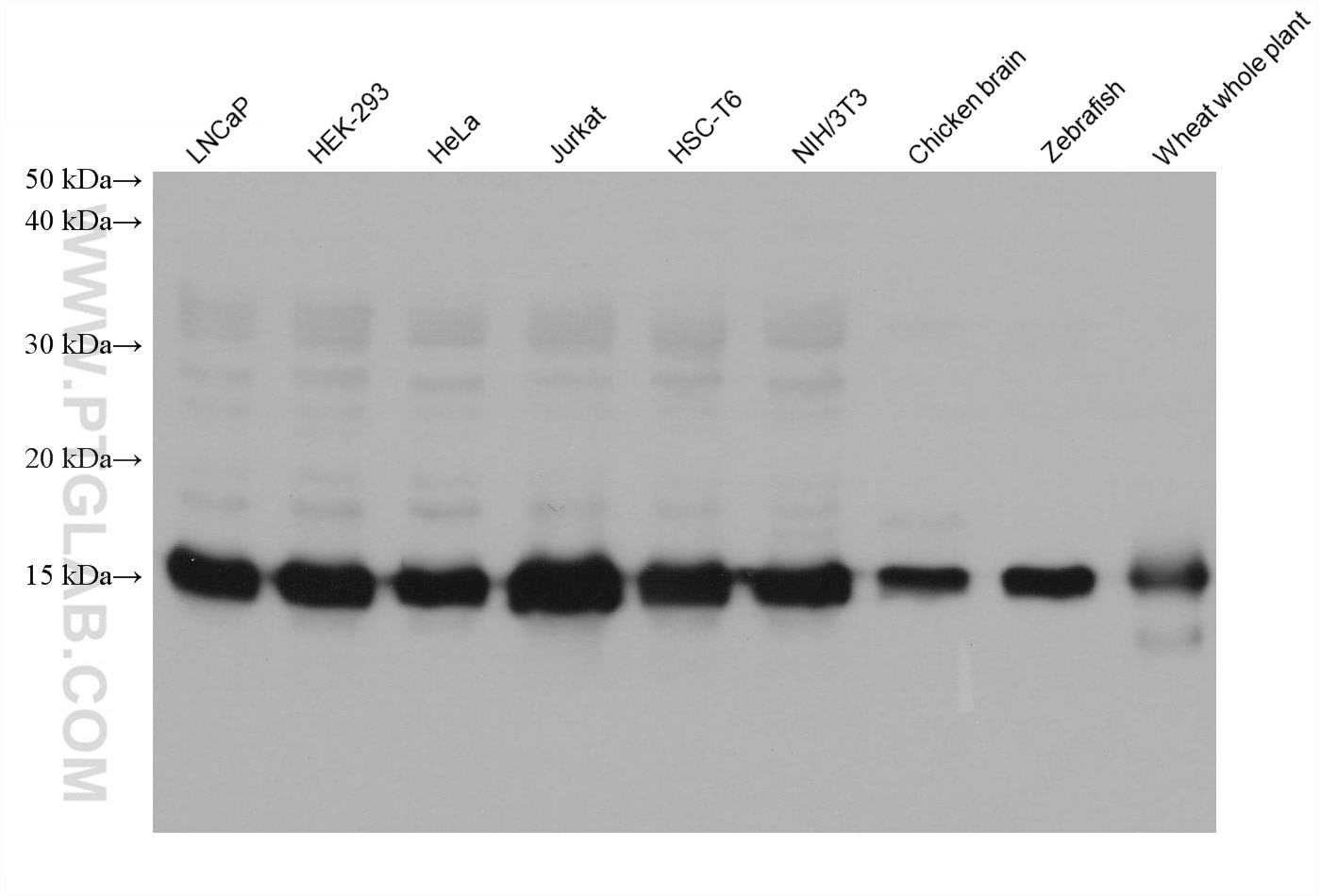 WB analysis using 68503-1-Ig