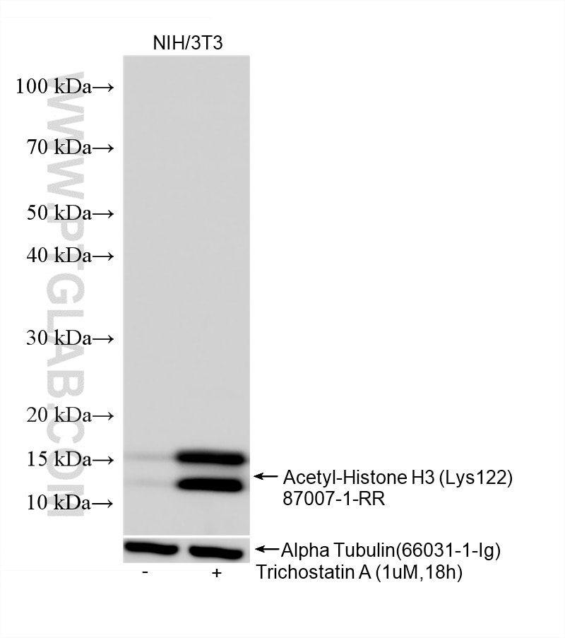 Western Blot (WB) analysis of NIH/3T3 cells using Acetyl-Histone H3 (Lys122) Recombinant monoclonal  (87007-1-RR)