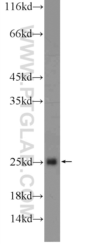 Western Blot (WB) analysis of mouse liver tissue using HIST1H3D Polyclonal antibody (20532-1-AP)