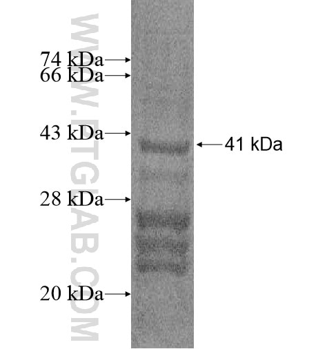 HIST1H3D fusion protein Ag14394 SDS-PAGE