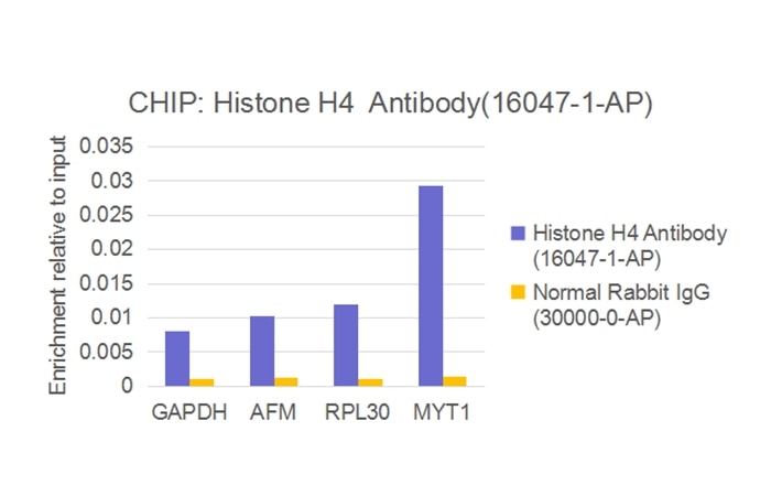 ChIP experiment of HEK-293 cells using Histone H4 Polyclonal antibody (16047-1-AP)