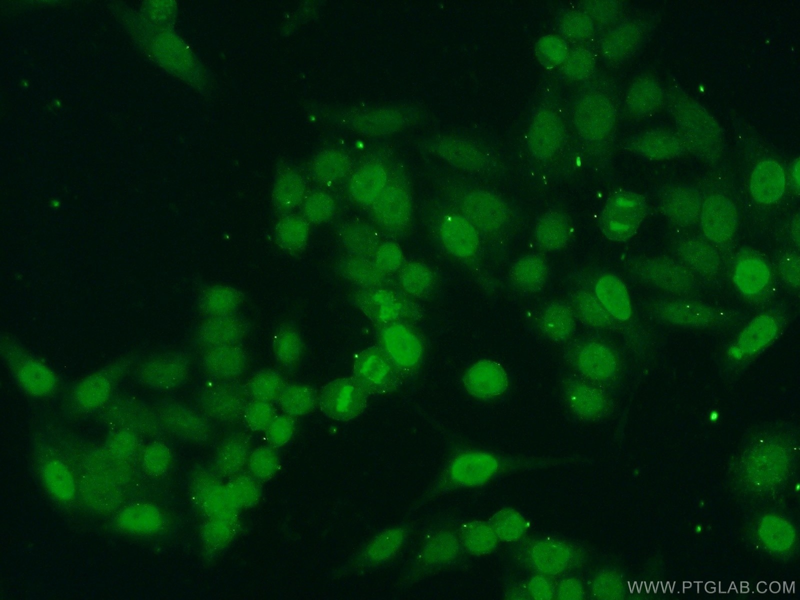 Immunofluorescence (IF) / fluorescent staining of HeLa cells using Histone H4 Polyclonal antibody (16047-1-AP)