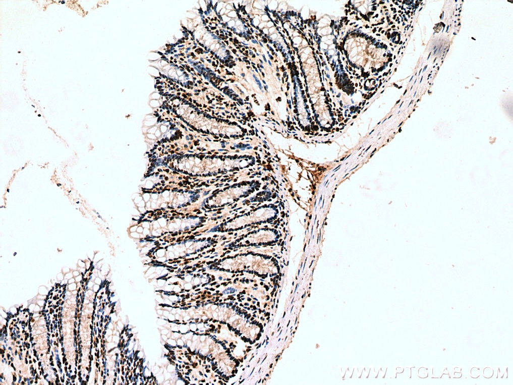 Immunohistochemistry (IHC) staining of mouse colon tissue using Histone H4 Polyclonal antibody (16047-1-AP)