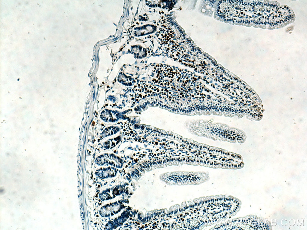 Immunohistochemistry (IHC) staining of mouse small intestine tissue using Histone H4 Polyclonal antibody (16047-1-AP)