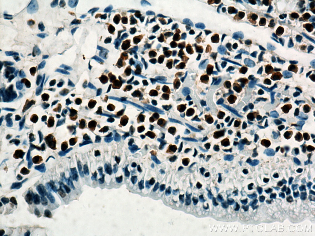 Immunohistochemistry (IHC) staining of mouse small intestine tissue using Histone H4 Polyclonal antibody (16047-1-AP)