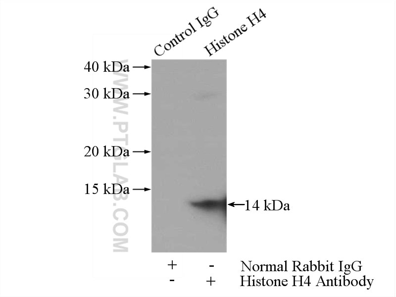 Immunoprecipitation (IP) experiment of HeLa cells using Histone H4 Polyclonal antibody (16047-1-AP)