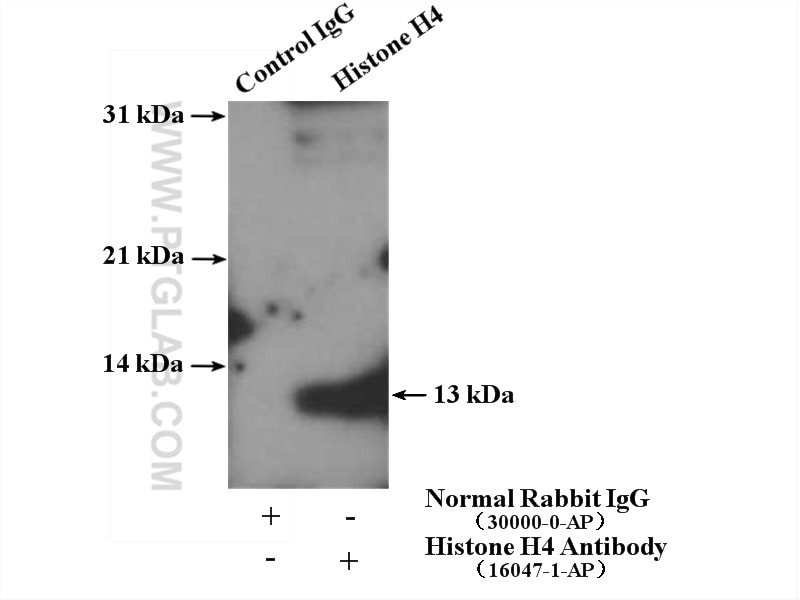 Immunoprecipitation (IP) experiment of HeLa cells using Histone H4 Polyclonal antibody (16047-1-AP)