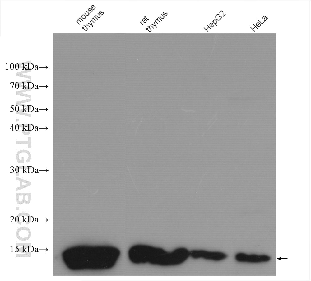 Western Blot (WB) analysis of various lysates using Histone H4 Polyclonal antibody (16047-1-AP)