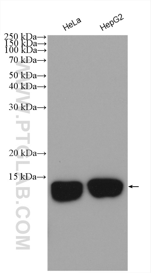 Western Blot (WB) analysis of various lysates using Histone H4 Polyclonal antibody (16047-1-AP)