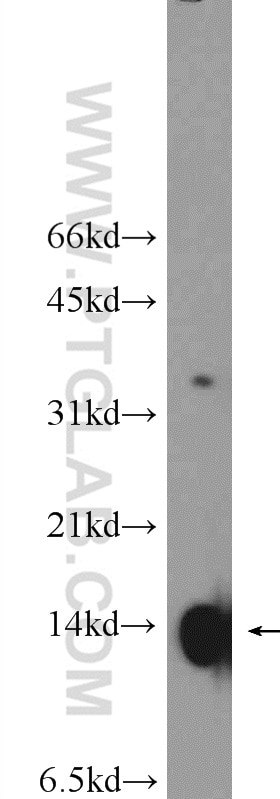 Western Blot (WB) analysis of HepG2 cells using Histone H4 Polyclonal antibody (16047-1-AP)