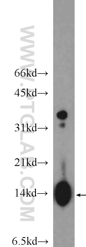 Western Blot (WB) analysis of HepG2 cells using Histone H4 Polyclonal antibody (16047-1-AP)