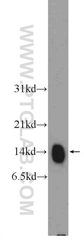 Western Blot (WB) analysis of rat thymus tissue using Histone H4 Polyclonal antibody (16047-1-AP)