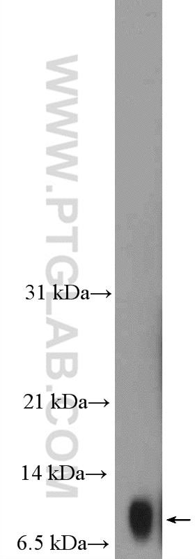 Western Blot (WB) analysis of mouse kidney tissue using Histone H4 Polyclonal antibody (16047-1-AP)