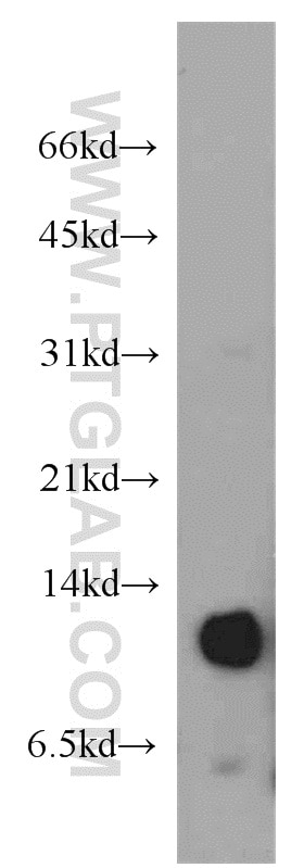 Histone H4 Polyclonal antibody