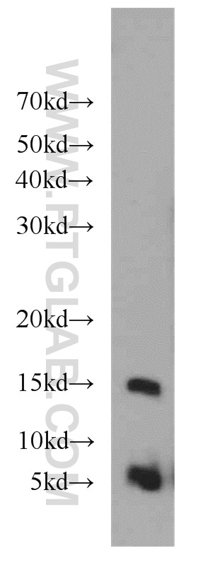 Western Blot (WB) analysis of HT-1080 cells using Histone H4 Polyclonal antibody (16047-1-AP)