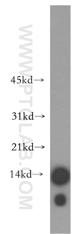 Western Blot (WB) analysis of MCF-7 cells using Histone H4 Polyclonal antibody (16047-1-AP)