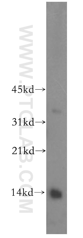 Western Blot (WB) analysis of HepG2 cells using Histone H4 Polyclonal antibody (16047-1-AP)