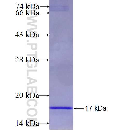 Histone H4 fusion protein Ag8978 SDS-PAGE