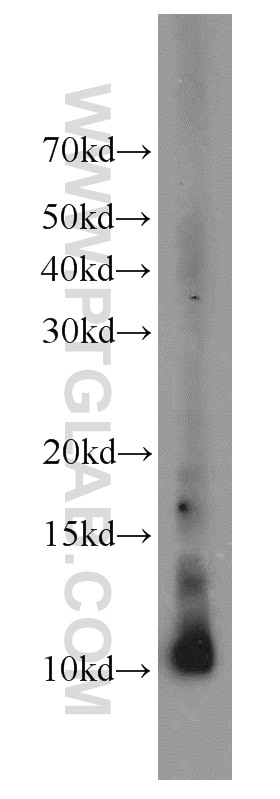 Western Blot (WB) analysis of human spleen tissue using HIST1H4F Polyclonal antibody (18341-1-AP)