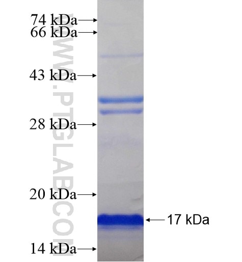 HIST1H4F fusion protein Ag13113 SDS-PAGE