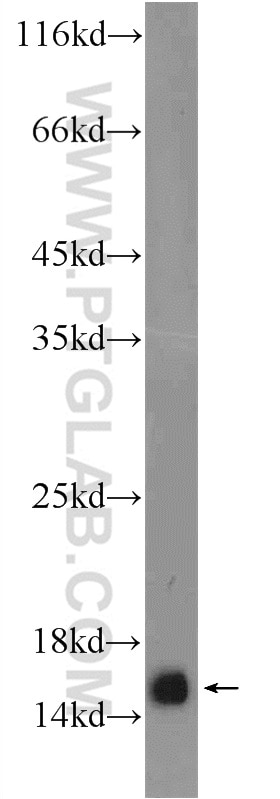 Western Blot (WB) analysis of mouse liver tissue using HIST2H2AA4 Polyclonal antibody (15302-1-AP)