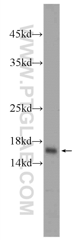 Western Blot (WB) analysis of mouse liver tissue using HIST2H2AA4 Polyclonal antibody (15302-1-AP)