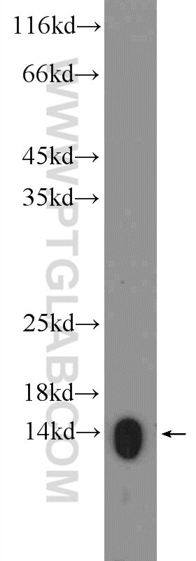 Western Blot (WB) analysis of L02 cells using HIST2H2AA4 Polyclonal antibody (15302-1-AP)