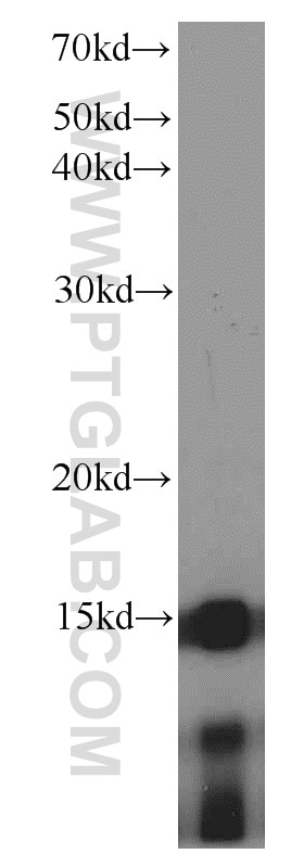 Western Blot (WB) analysis of K-562 cells using HIST2H2AA4 Polyclonal antibody (15302-1-AP)