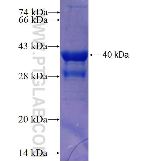 HIST2H2AA4 fusion protein Ag7560 SDS-PAGE