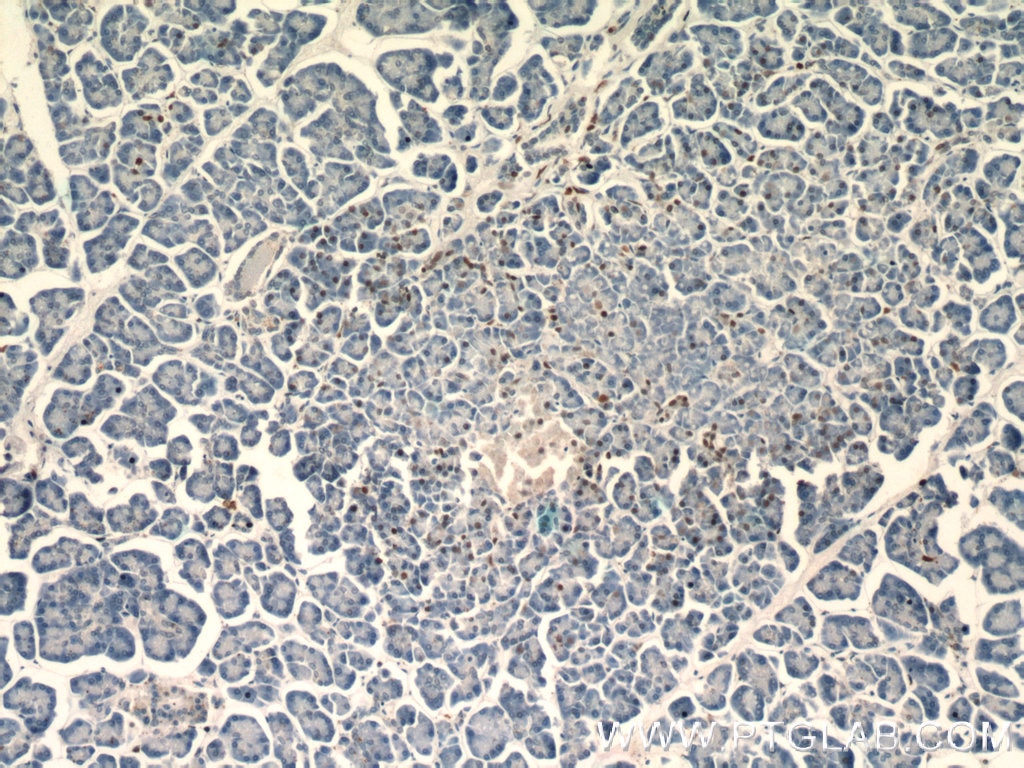 Immunohistochemistry (IHC) staining of human pancreas tissue using Histone H2B Polyclonal antibody (15857-1-AP)