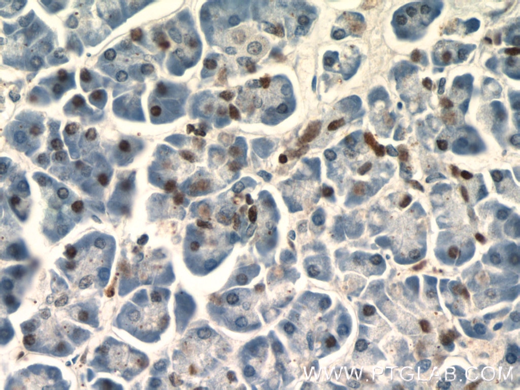 Immunohistochemistry (IHC) staining of human pancreas tissue using Histone H2B Polyclonal antibody (15857-1-AP)