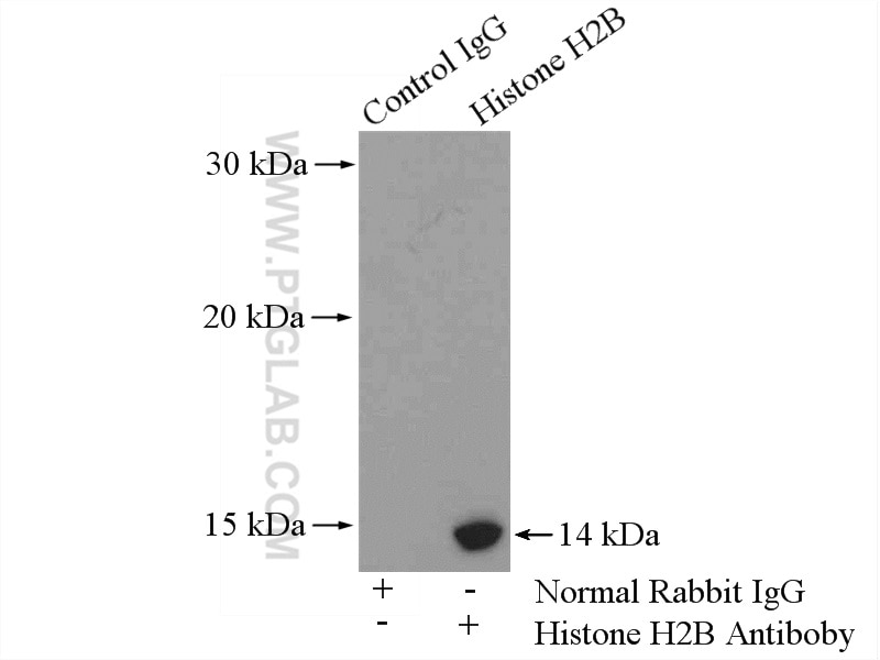 Immunoprecipitation (IP) experiment of HEK-293 cells using Histone H2B Polyclonal antibody (15857-1-AP)