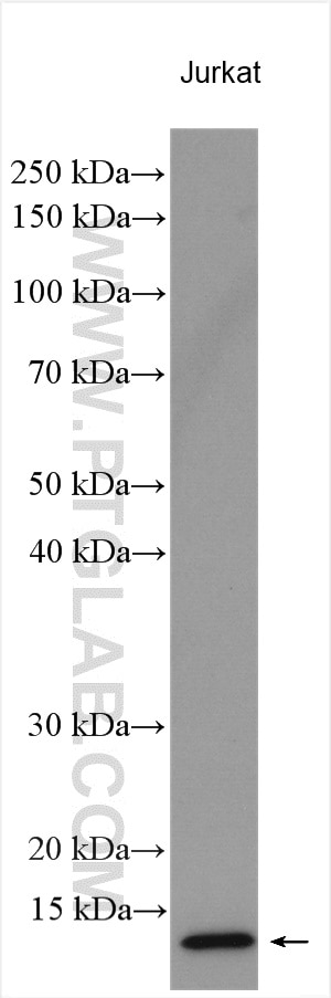 Western Blot (WB) analysis of various lysates using Histone H2B Polyclonal antibody (15857-1-AP)