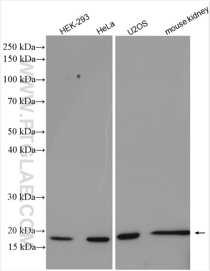 Western Blot (WB) analysis of various lysates using Histone H2B Polyclonal antibody (15857-1-AP)