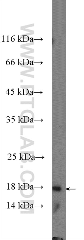 Western Blot (WB) analysis of mouse pancreas tissue using Histone H2B Polyclonal antibody (15857-1-AP)