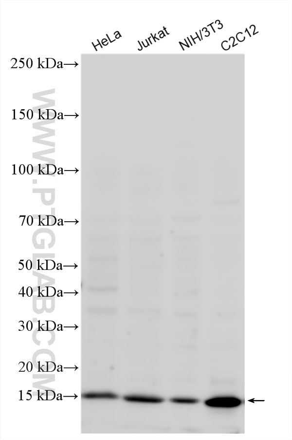 WB analysis using 15857-1-AP Western Blot (WB) analysis of various lysates using Histone H2B Polyclonal antibody (15857-1-AP)