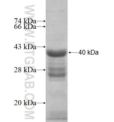Histone H2B fusion protein Ag7921 SDS-PAGE