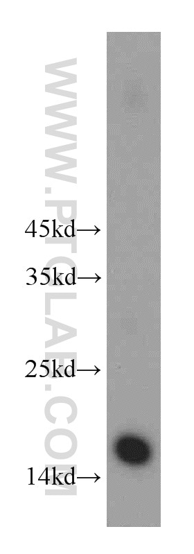 Western Blot (WB) analysis of human brain tissue using HIST3H2A Polyclonal antibody (10445-1-AP)