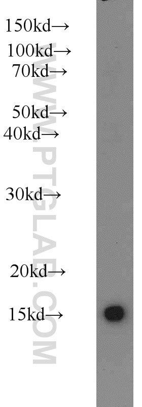 Western Blot (WB) analysis of human brain tissue using HIST3H2A Polyclonal antibody (10445-1-AP)