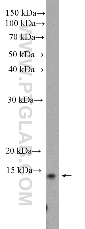 Western Blot (WB) analysis of HEK-293T cells using Histone H2B Polyclonal antibody (27740-1-AP)