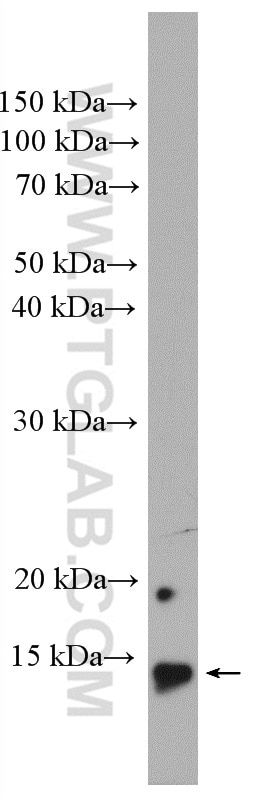 Western Blot (WB) analysis of HEK-293 cells using Histone H2B Polyclonal antibody (27740-1-AP)