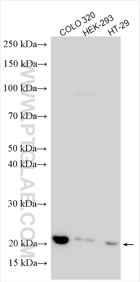 Western Blot (WB) analysis of various lysates using Histone H2B Polyclonal antibody (27740-1-AP)