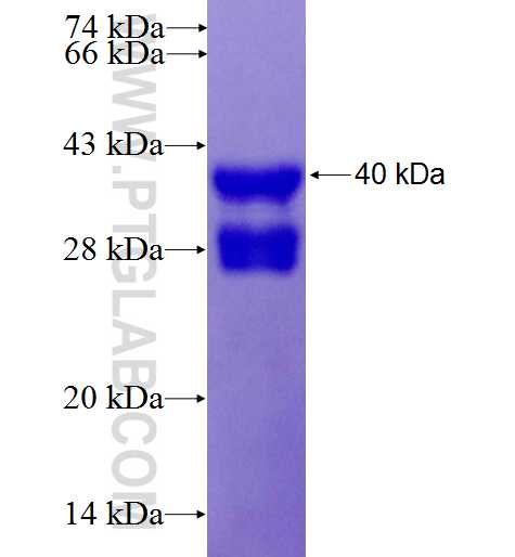 HIST3H2BB fusion protein Ag26901 SDS-PAGE