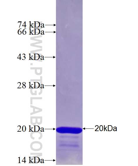 HIST3H2BB fusion protein Ag26913 SDS-PAGE