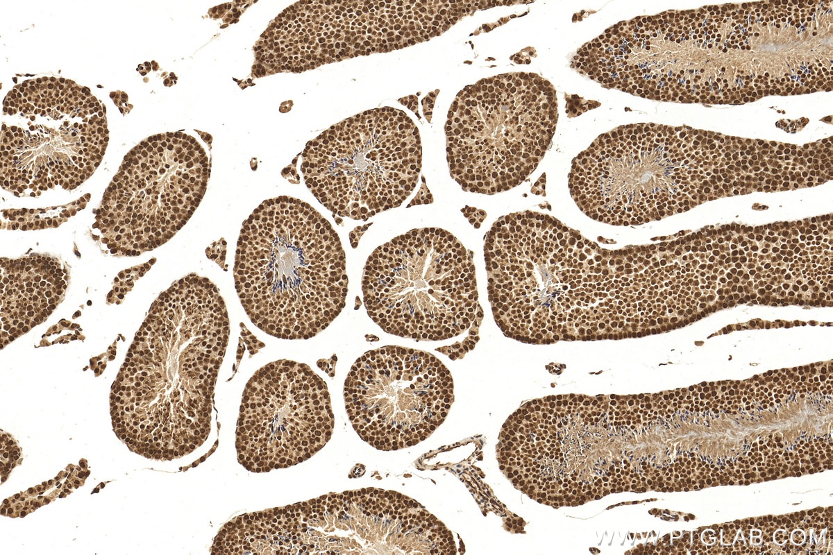 Immunohistochemistry (IHC) staining of mouse testis tissue using Histone H3.4 Polyclonal antibody (18064-1-AP)