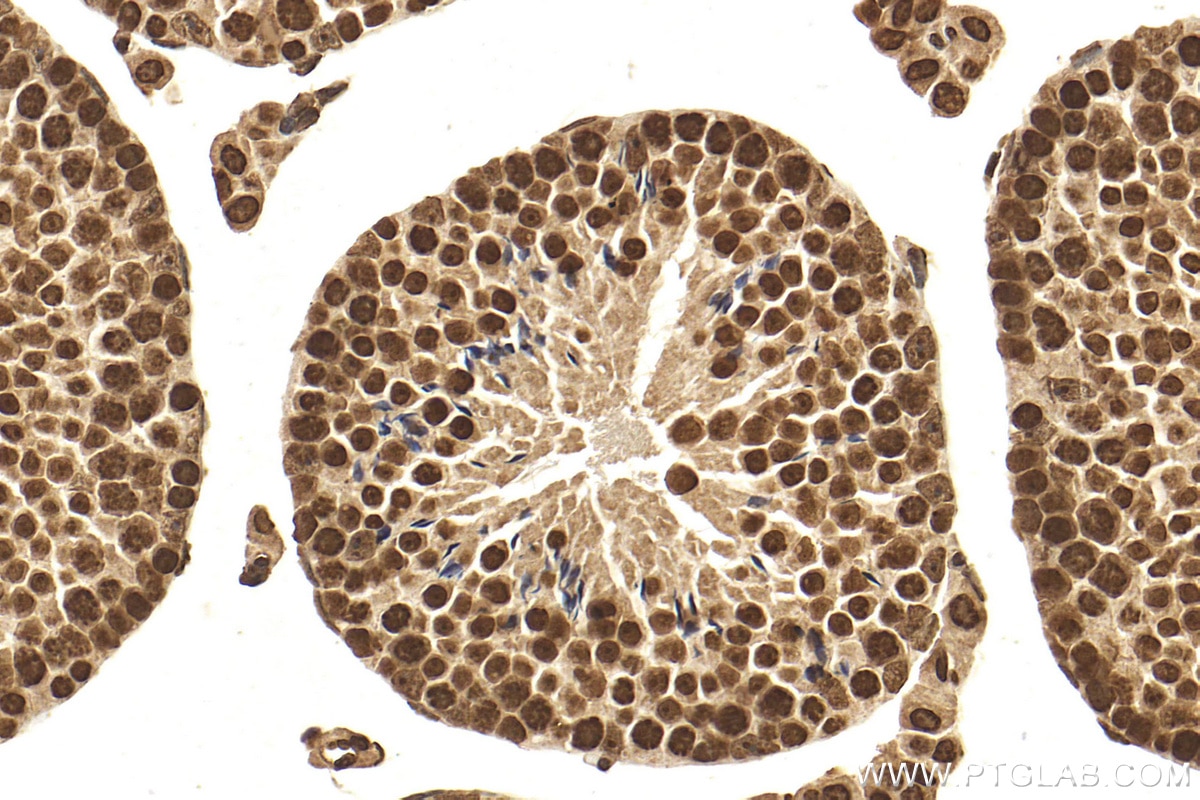 Immunohistochemistry (IHC) staining of mouse testis tissue using Histone H3.4 Polyclonal antibody (18064-1-AP)